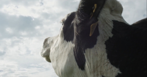 Cow, IFC Films