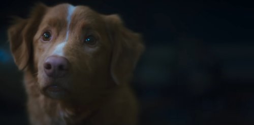 Good Boy, Independent Film Company